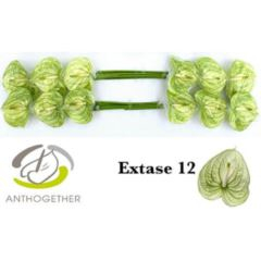RK ANTURIE EXTASE 10