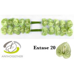 RK ANTURIE EXTASE 20