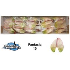 RK ANTURIE FANTASIA 12