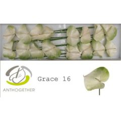 RK ANTURIE GRACE 16