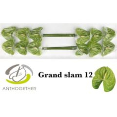 RK ANTURIE GRAND SLAM 12