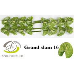 RK ANTURIE GRAND SLAM 16