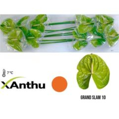 RK ANTURIE GRAND SLAM 8