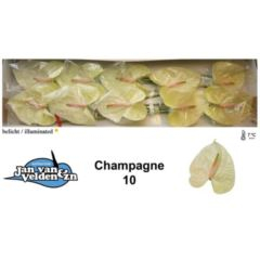 RK ANTURIE CHAMPAGNE 10
