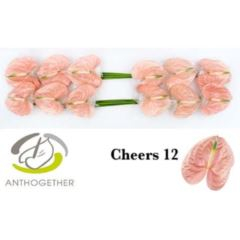 RK ANTURIE CHEERS 12