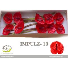RK ANTURIE IMPULZ 10