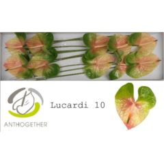 RK ANTURIE LUCARDI 10