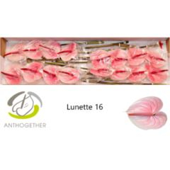 RK ANTURIE LUNETTE 16