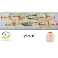RK ANTURIE LYBRA 10