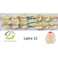 RK ANTURIE LYBRA 12