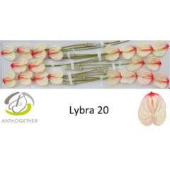 RK ANTURIE LYBRA 20