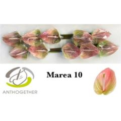 RK ANTURIE MAREA 10