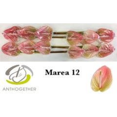 RK ANTURIE MAREA 12