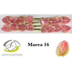 RK ANTURIE MAREA 16