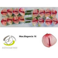 RK ANTURIE MAXIMA ELEGANCE 16