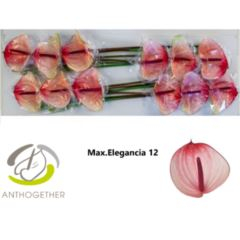 RK ANTURIE MAXIMA ELEGANCE 20