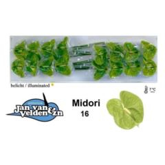 RK ANTURIE MIDORI 16