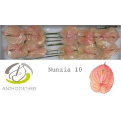 RK ANTURIE NUNZIA 10
