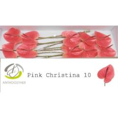 RK ANTURIE PINK CHRISTINA 10