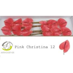 RK ANTURIE PINK CHRISTINA 12