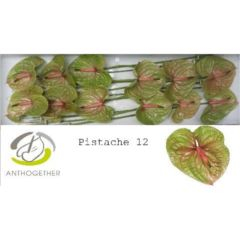 RK ANTURIE PISTACHE 12