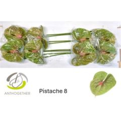 RK ANTURIE PISTACHE 8