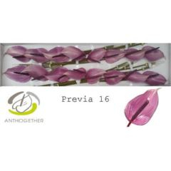 RK ANTURIE PREVIA 16