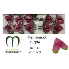 RK ANTURIE REMBRANDT PURPLE 10