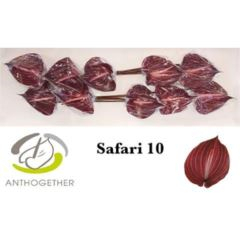 RK ANTURIE SAFARI 10