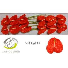 RK ANTURIE SUN EYE 12