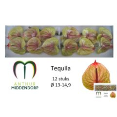 RK ANTURIE TEQUILA 12
