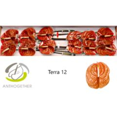 RK ANTURIE TERRA 12