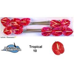 RK ANTURIE TROPICAL 10