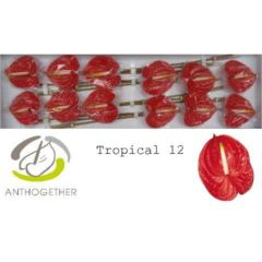 RK ANTURIE TROPICAL 12