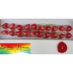 RK ANTURIE TROPICAL 20
