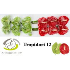 RK ANTURIE TROPIDORI 12