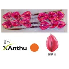 RK ANTURIE XAVIA 12