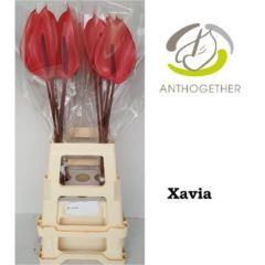 RK ANTURIE XAVIA 20