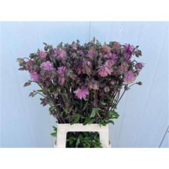 RK AQUILEGIA