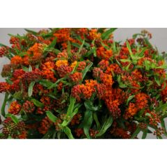 RK ASCLEPIAS RED BEAUTY