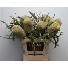 RK BANKSIA
