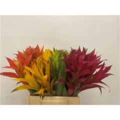 RK BROMELIA KVĚT