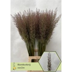 RK CALAMAGROSTIS - TŘTINA