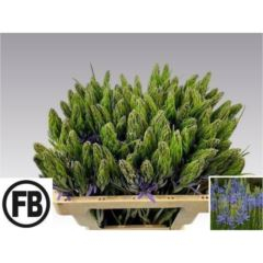 RK CAMASSIA