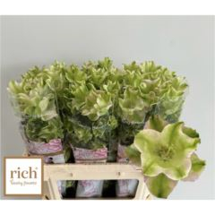 RK CAMPANULA EVERGREEN