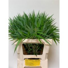 RK CAREX