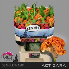 RK CELOSIA ACT ZARA