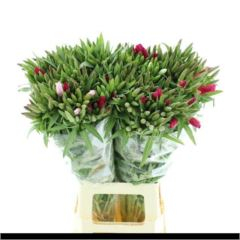 RK CLARKIA MIX