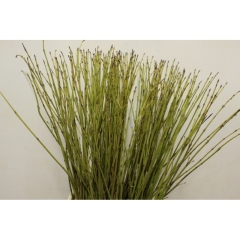 RK CORNUS ALBA SIBIRICA