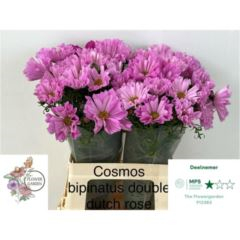 RK COSMOS